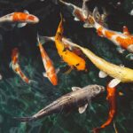 Techniki filtracji w akwarium: które są najlepsze dla Twoich ryb