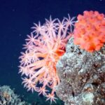 Akwarystyka morska: jak hodować i dbać o koralowce